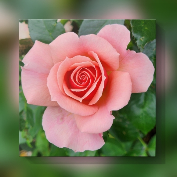 Posh Ambassador II ❤ - Picture 4 of 15